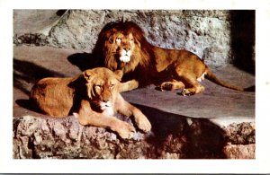 California San Diego Zoo African Lion and Lioness