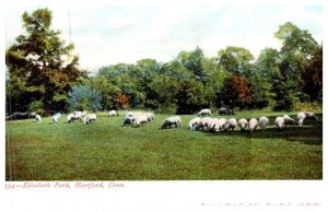 Connecticut Hartford ,  Sheep in Elizabeth Park