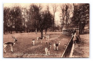 Oxford Magdalen College Deer Park Postcard