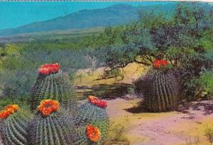Barrel Cactus On The Desert 1981