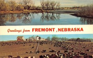 NE, Nebraska  FREMONT Greetings  CATTLE~FEEDLOT~Lake  DODGE CO  Chrome Postcard