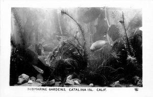 Postcard 1940s RPPC California Catalina Island Submarine Gardens CA24-1297