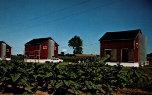 Canada Tobacco Farming Scene Tillsonburg Ontario Chrome Postcard 08.78