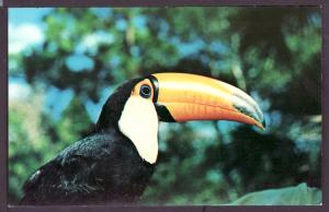 Toucan Post Card PC2194
