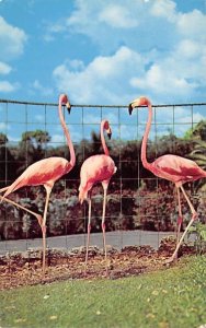 Florida's Flamingos Florida, USA 1956 