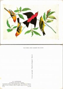 Louisand and Scarlet Tanager (33109