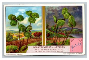 Vintage Liebig Trade Card - French - 5 of Sensitive Plants Set