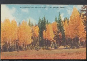 America Postcard- Autumn Scene in Kaibab National Forest, Northern Arizona T9123