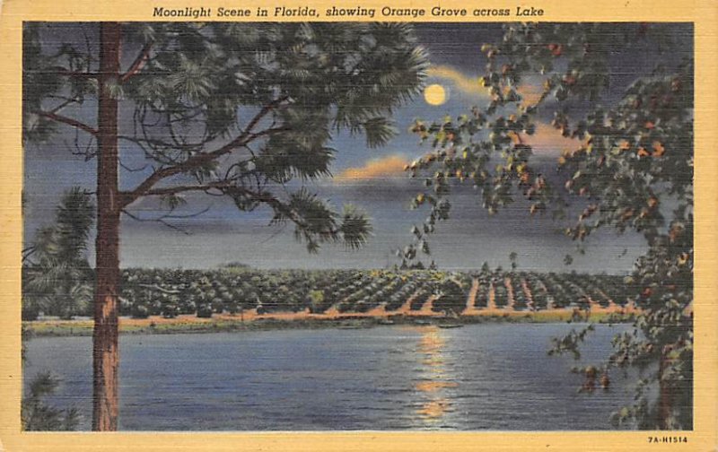 Moonlight seen in Florida showing orange groves across Lake Florida, USA Flor...