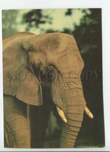 480668 Czechoslovakia zoo in Prague african elephant photo Jirousek Old postcard