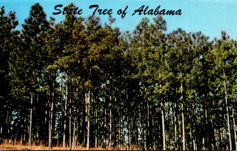 Alabama Official State Tree The Southern Pine