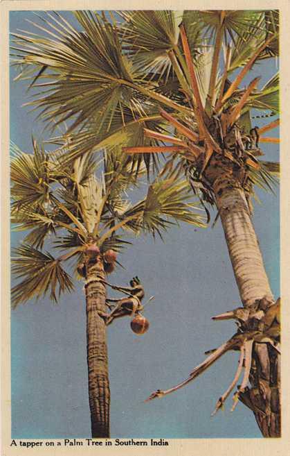 A Coconut Tapper on a Palm Tree in Southern India