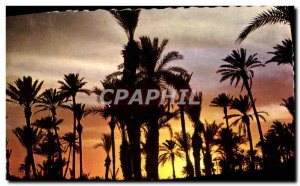 Postcard Modern Morocco Picturesque Sunset Over La Palmeraie