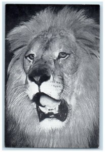 c1930's Ringling Bros And Barnum & Bailey Circus Menelik African Lion Postcard