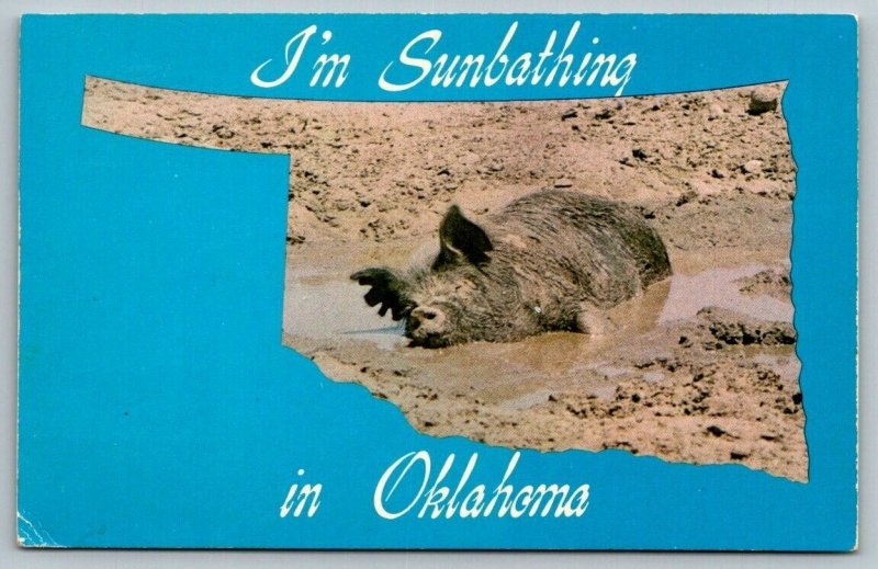 Hog Sunbathing in Oklahoma    Postcard