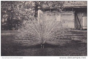 Germany Potsdam Pfau auf der Pfaueninsel