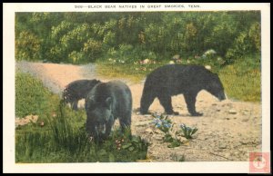 Black Bear Natives in Great Smokies, Tenn