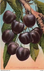 Black Tartarian Cherries , 00-10s
