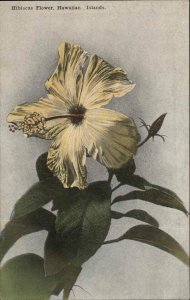 Hawaii HI Hibiscus Flower c1910 Postcard #1