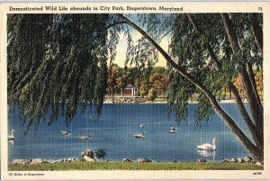 Postcard PARK SCENE Hagerstown Maryland MD AI1044