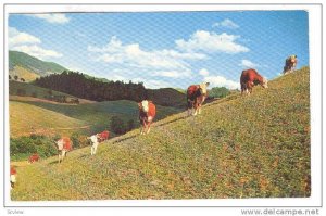 Slope-Legged Beef Cattle, North Carolina, 40-60s