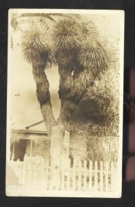 RPPC LAREDO TEXAS QUEER TREE MOUND CITY MISSOURI 1910 REAL PHOTO POSTCARD