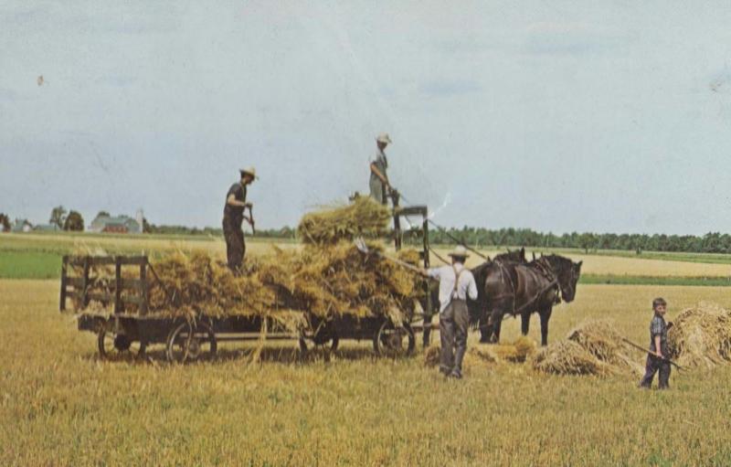 Mennonite Canadian Farming Area Elmira Kitchener Ontario Farm Postcard