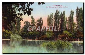 Old Postcard Casablanca A corner of Garden Horticulture