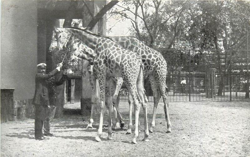 Zoo Budapest 1919 souvenir postcard giraffes trainer Hungary