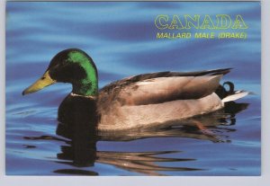 Mallard Male (Drake), Canada, Chrome Postcard