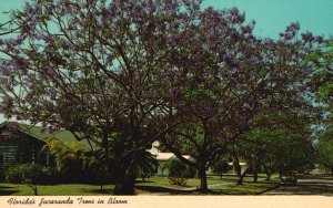 Vintage Postcard 1967 Florida's Jacaranda Trees Acutifolia Flowering Trees Bloom