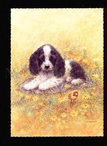 047542 Charming PUPPY Fluffy SPANIEL by GIORDANO old PC