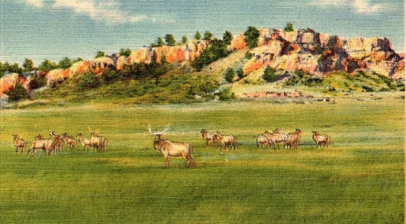 1940s SCOTTSBLUFF COUNTY NEBRASKA STATE GAME RESERVE ELK LINEN POSTCARD 46-124