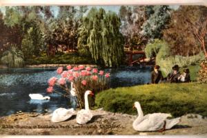 1915 Swan Birds At East Lake Park Los Angeles California CA Postcard v1074