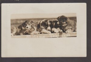 Tekoa WASHINGTON RPPC 1908 PUPPY Puppies LITTER Dog Dogs nr Spokane Palouse KB