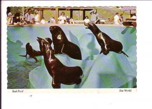 Seal Pool, Sea World, Florida,
