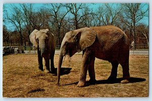 c1963 St. Louis Missouri Postcard Zoological Garden African Bush Elephant Posted
