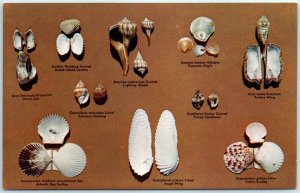 M-3027 No 2 Some Marine Molluscs from Southwest Florida Cape Haze to Cape Romano