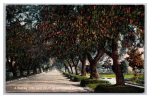 A Pepper Tree Driveway In Southern California CA UNP DB Postcard Z9