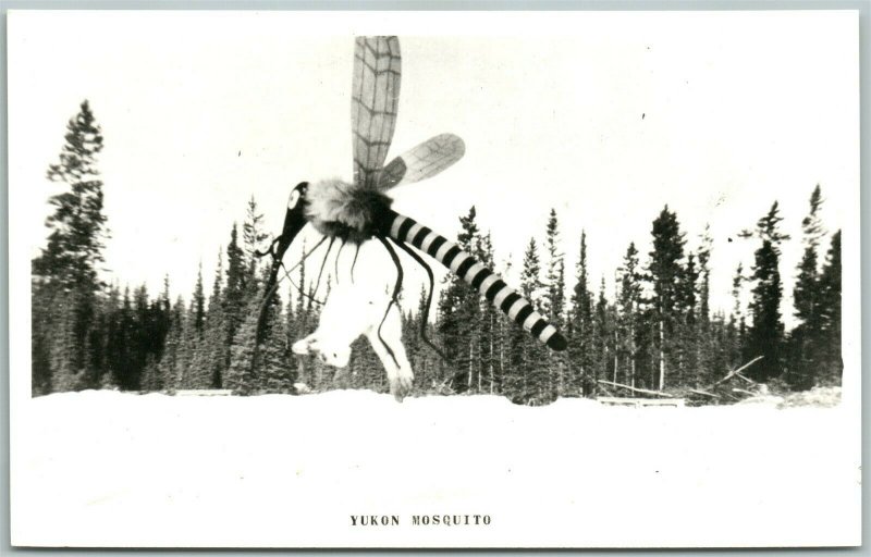 YUKON CANADA EXAGGERATED MOSQUITO w/ RABBIT VINTAGE REAL PHOTO POSTCARD RPPC