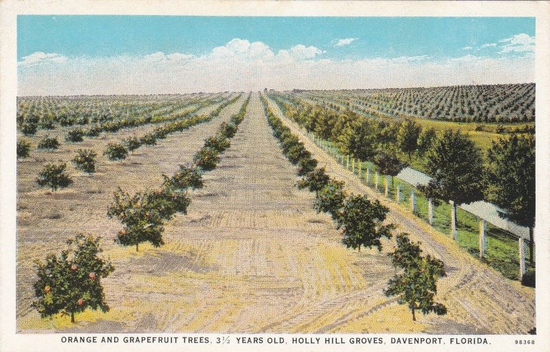 Florida Davenport Orange & Grapefruit Trees Holly Hill Groves sk4457