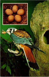 Birds The Sparrow Hawk