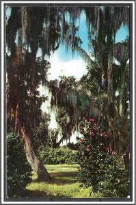 Mississippi Live Oaks & Camellias - [MS-015]
