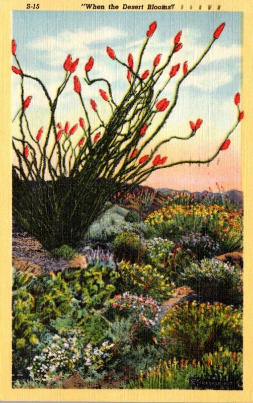 Cactus When The Desert Blooms 1947 Curteich