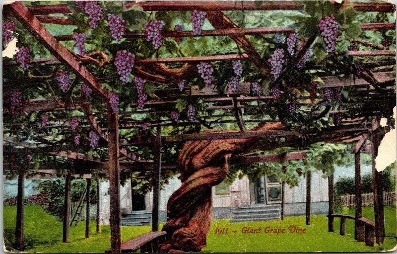 Giant Grape Vine Antique Postcard UNP WOB Note DB Sacramento CA 