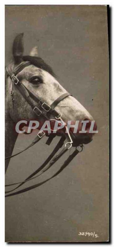 Vintage Postcard Horse Equestrian sports HorsemanshipÂ 