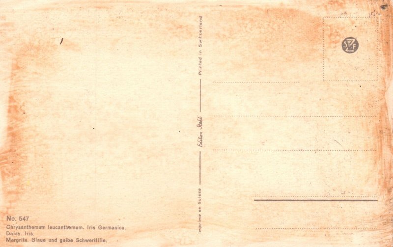 Vintage Postcard Chrysanthemum Leucanthemum Iris Germanica Daisy Iris Flowers 