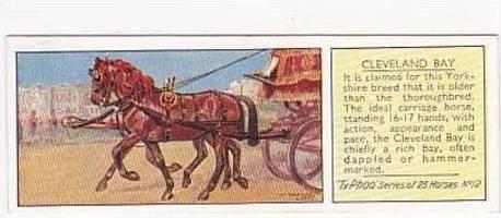 Typhoo Tea Vintage Trade Card Horses 1935 No 12 Cleveland Bay