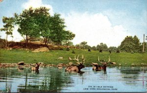 New York Zoological Park Elk Bathing