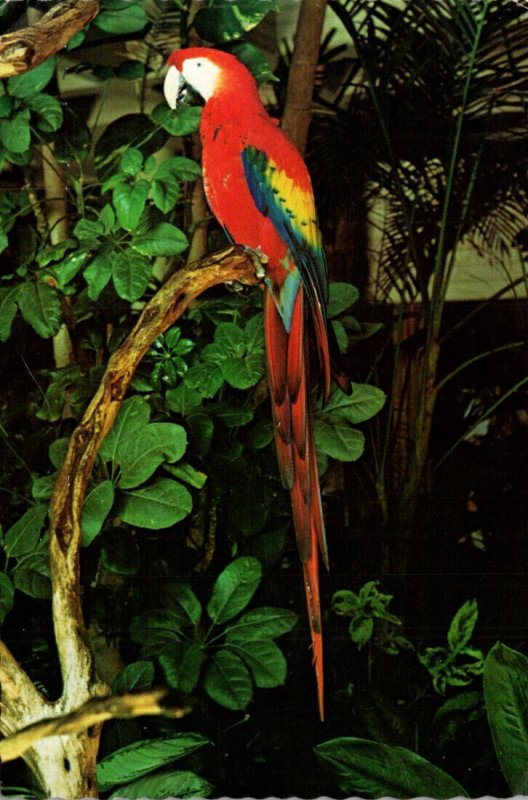 Hawaii Big Island Mauna Kea Beach Hotel Flower Courtyard Alika The Parrot